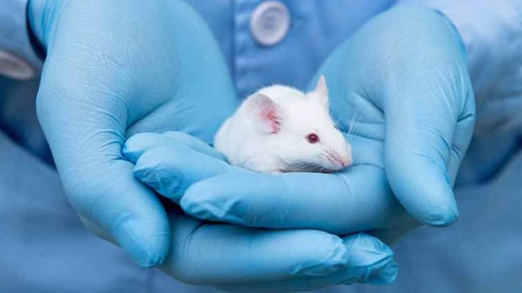 Desarrollan implante que programa ratones para que interactúen socialmente