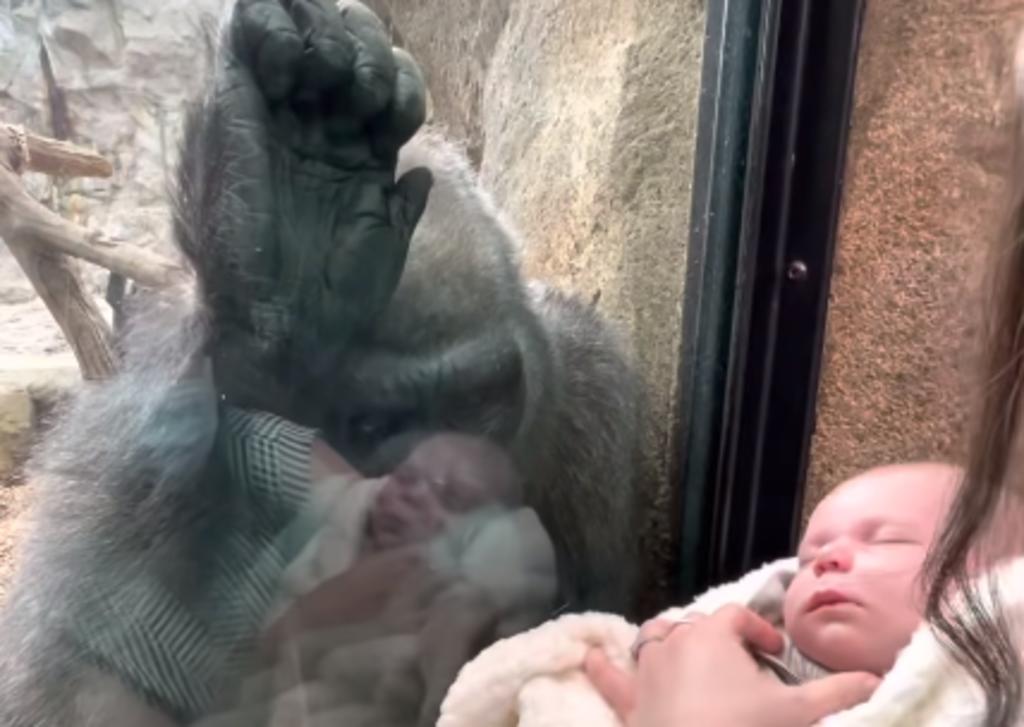 Gorila se encariña con bebé recién nacido en un zoológico y se vuelve viral