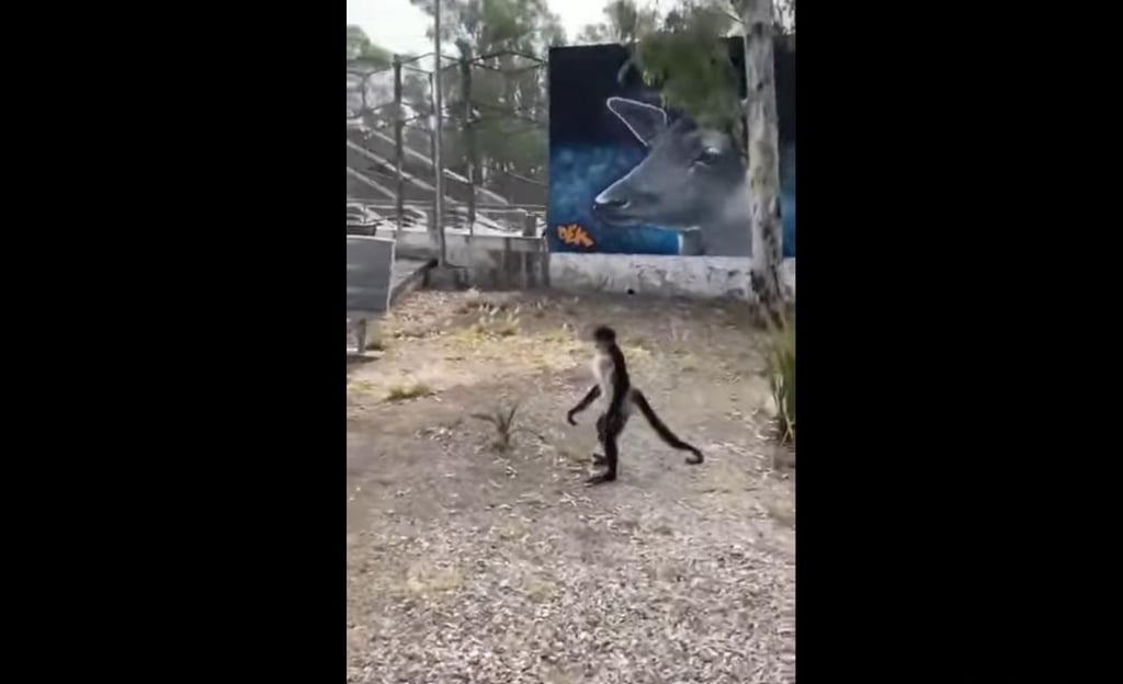 VIDEO: Escapa mono del Zoológico Sahuatoba; mujer lo graba al exterior