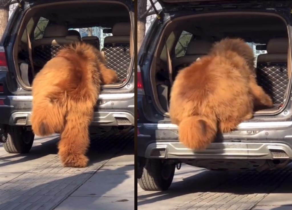 Video de perro subiendo a un auto se hace viral porque lo comparan con un oso