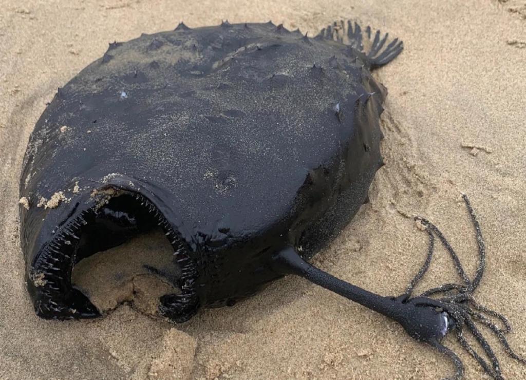 Rara criatura marina aparece en una playa de California