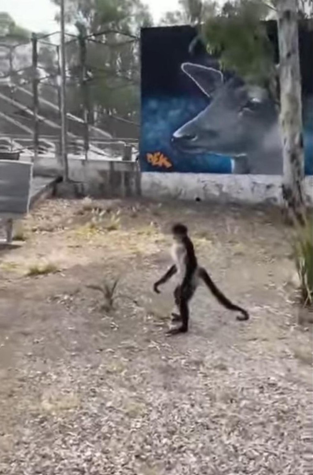 Fuga de mono, error humano: Alcalde