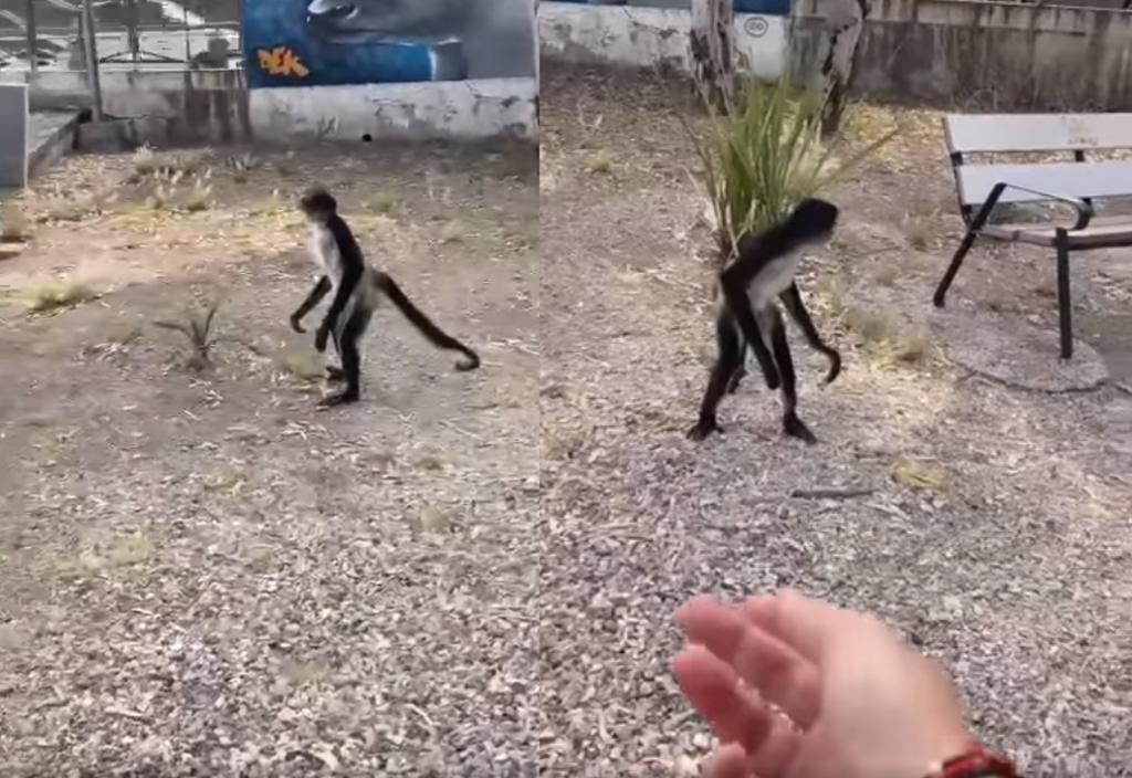 VIRAL: Captan a mono que escapó del zoológico Sahuatoba en Durango