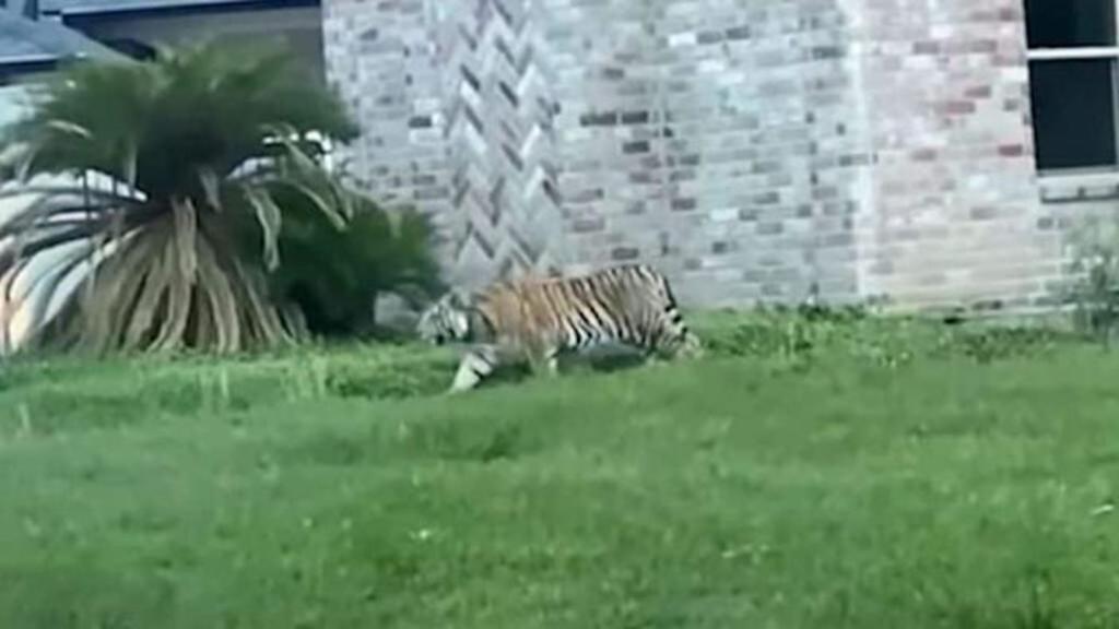 Detienen a hombre que tenía un tigre como mascota en Houston