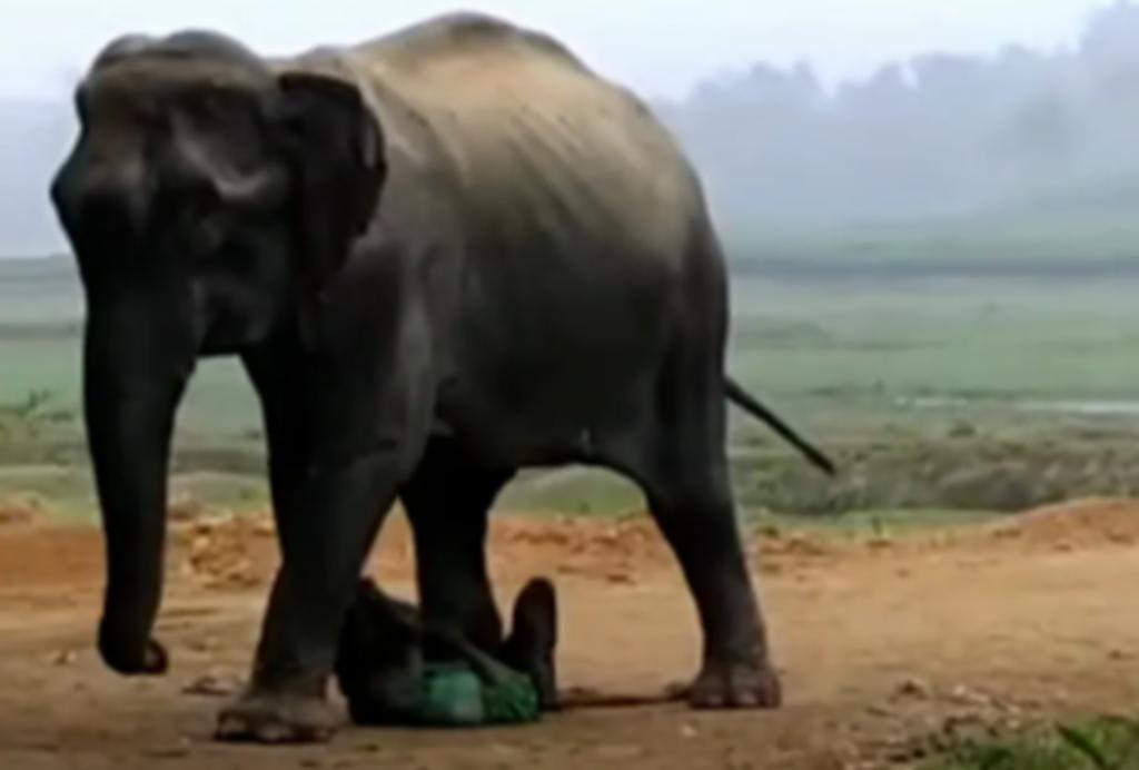 Hombre es aplastado y pateado por un elefante y sobrevive