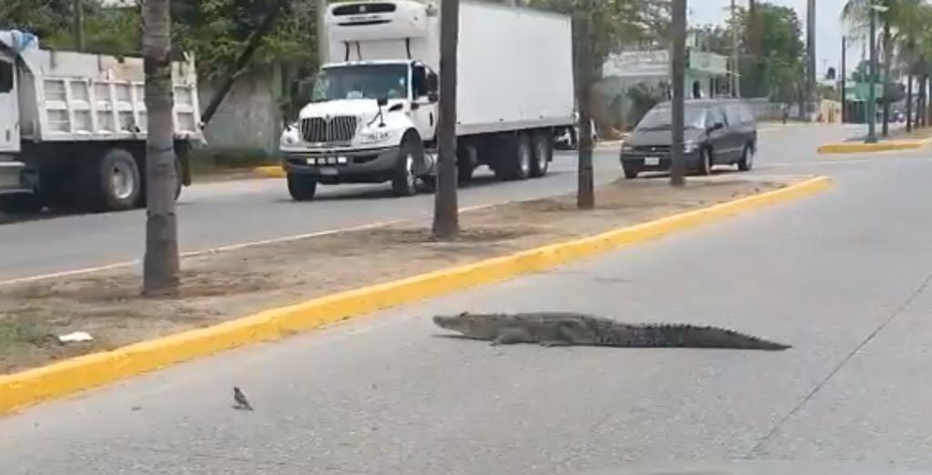 Captan a cocodrilo deambulando en carretera de Tamaulipas