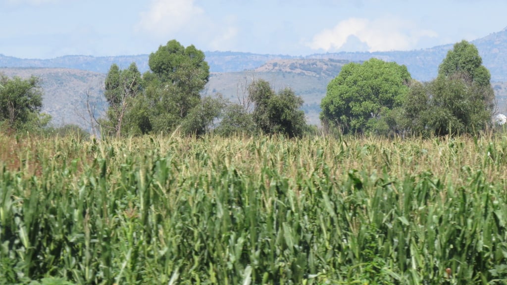 México estima un aumento del 2.6% en la producción de maíz grano en 2021
