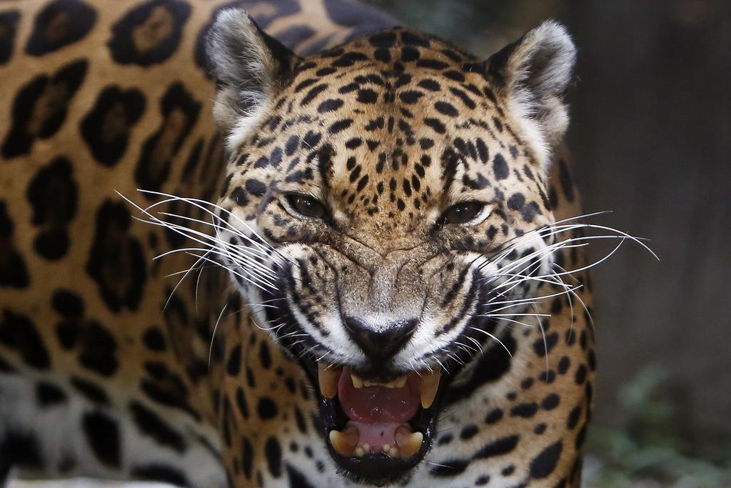 Piden reintroducción de jaguares en suroeste de EUA