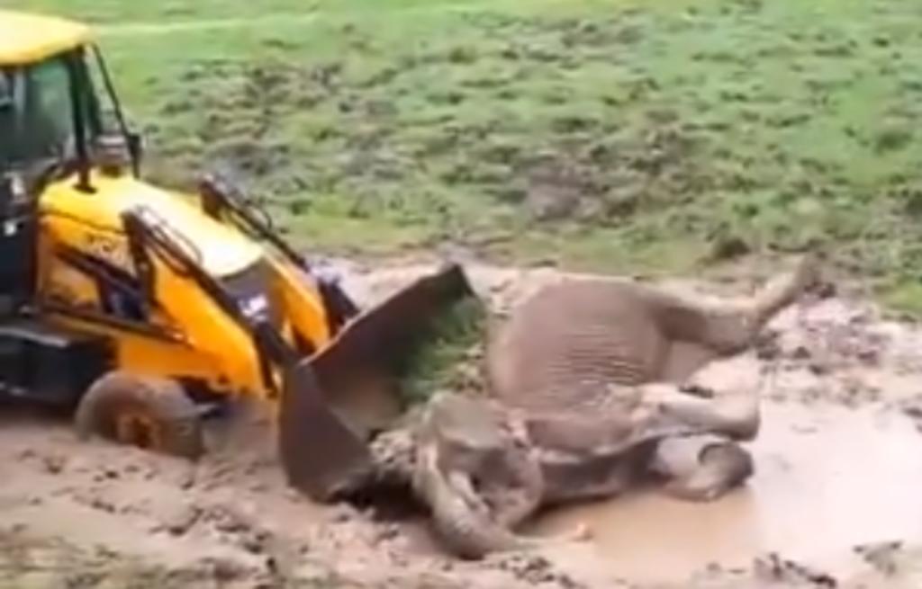 Elefante atascado en lodo es rescatado con ayuda de una excavadora