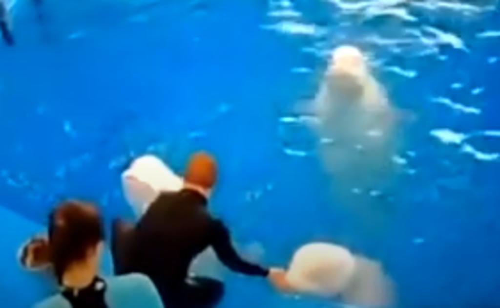 Belugas son golpeadas por un entrenador porque no lo obedecieron