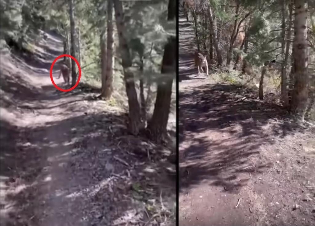 Puma persigue a turista por casi 5 minutos