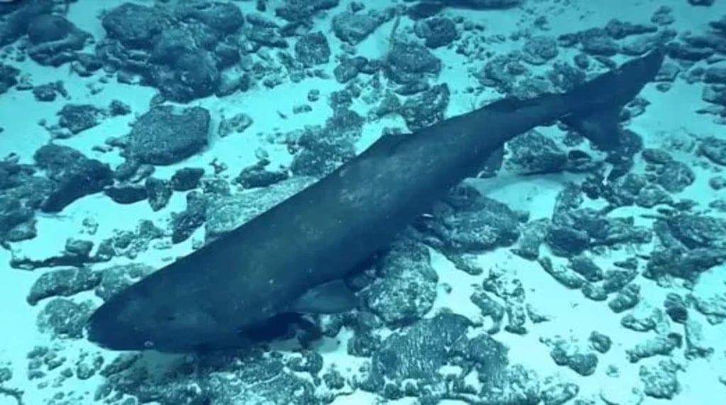 Captan por primera vez velocidad de nado del tiburón dormilón del Pacífico