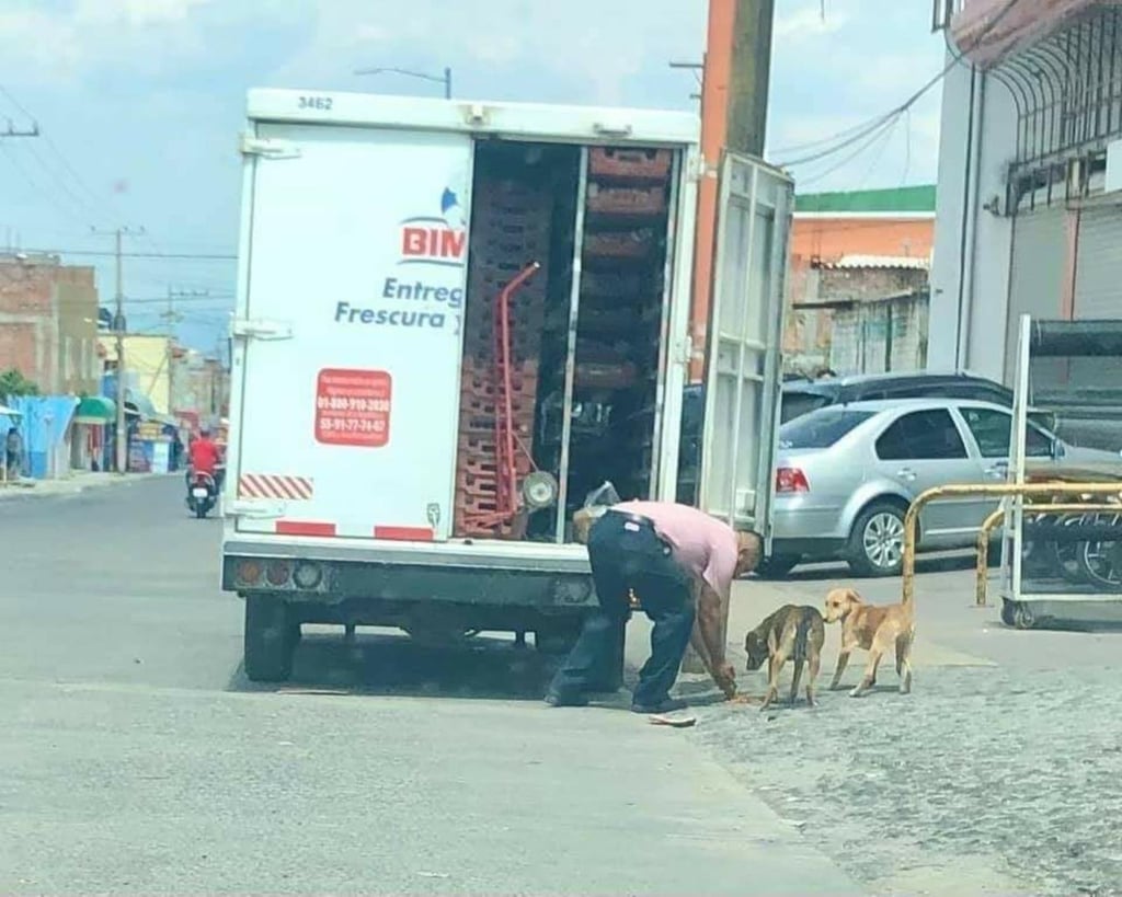 Internautas aplauden acción de repartidor de pan con perritos callejeros