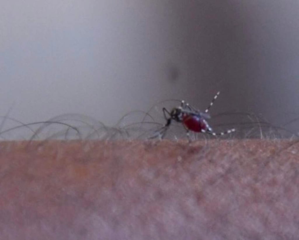 Registró Durango 27 casos de dengue el año pasado