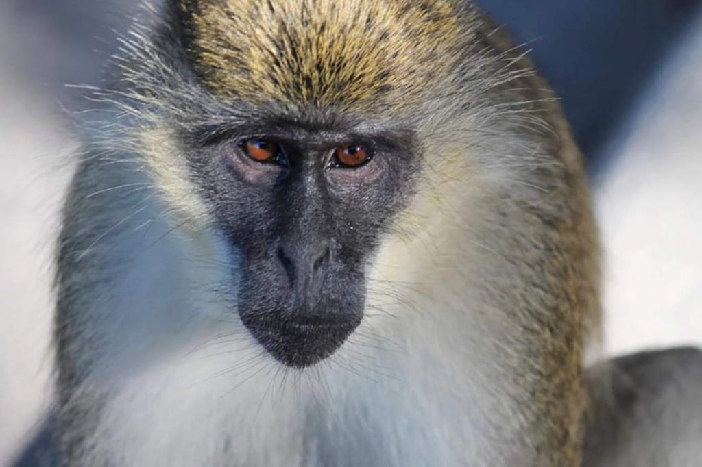 Usan edición genética para reducir de forma potente el colesterol en monos