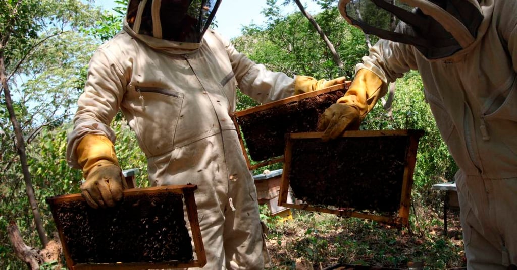 Mejora genética de abejas hace crecer apicultura en noroeste de Colombia