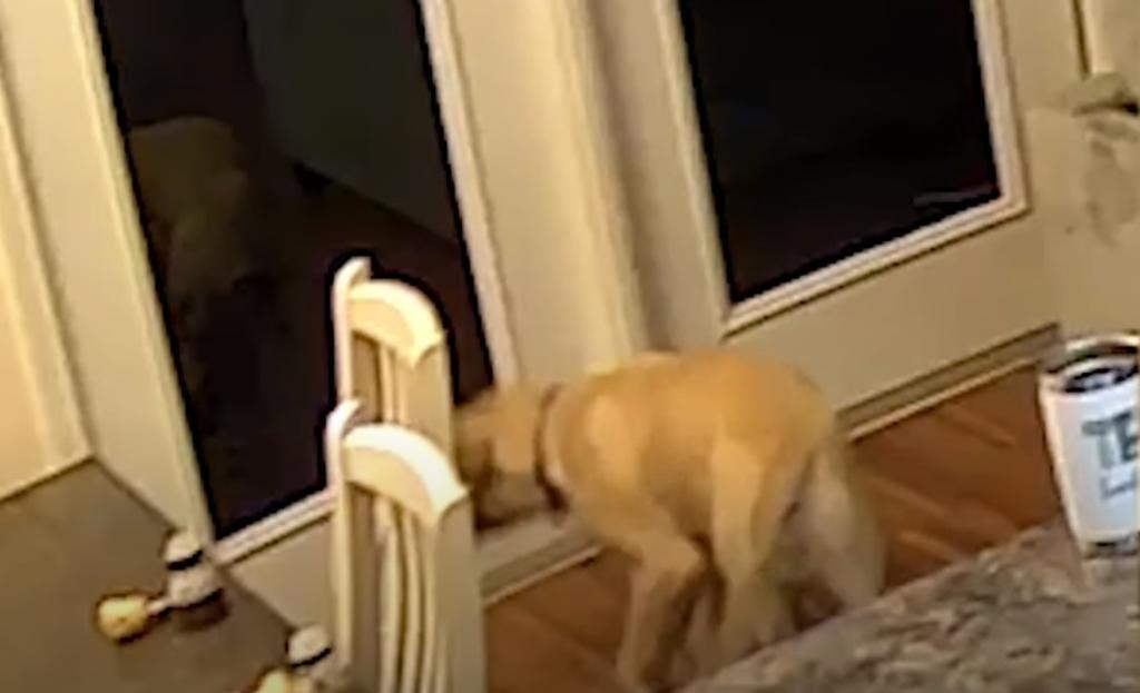 Reacción de perro al ver su propio reflejo se vuelve viral