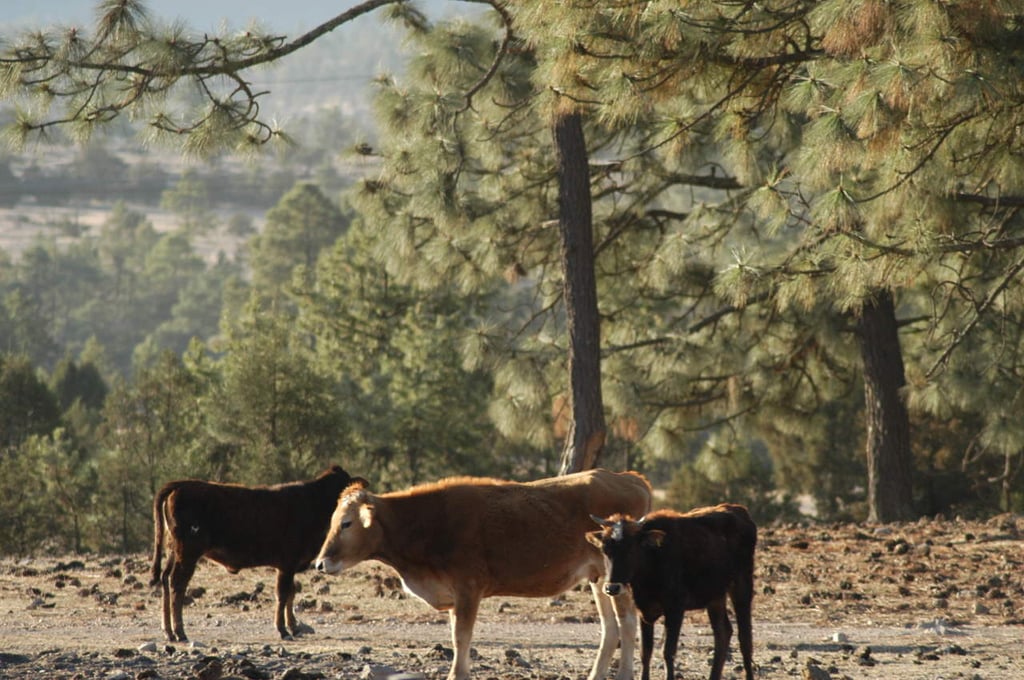 Exporta Durango 123 mil bovinos