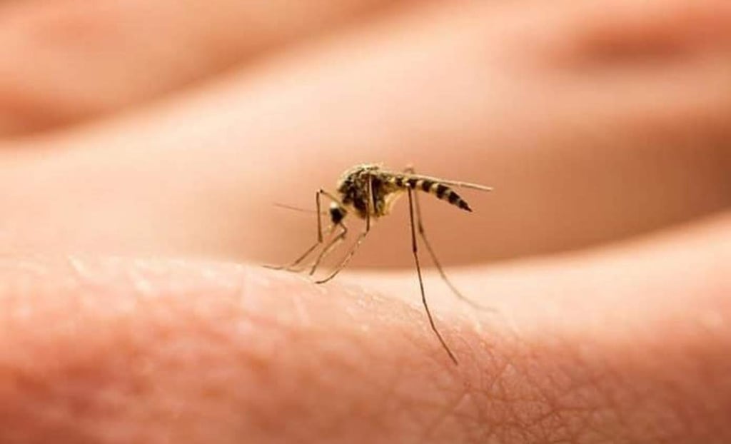 Estudio sobre virus del dengue podría ayudar a crear futuras vacunas