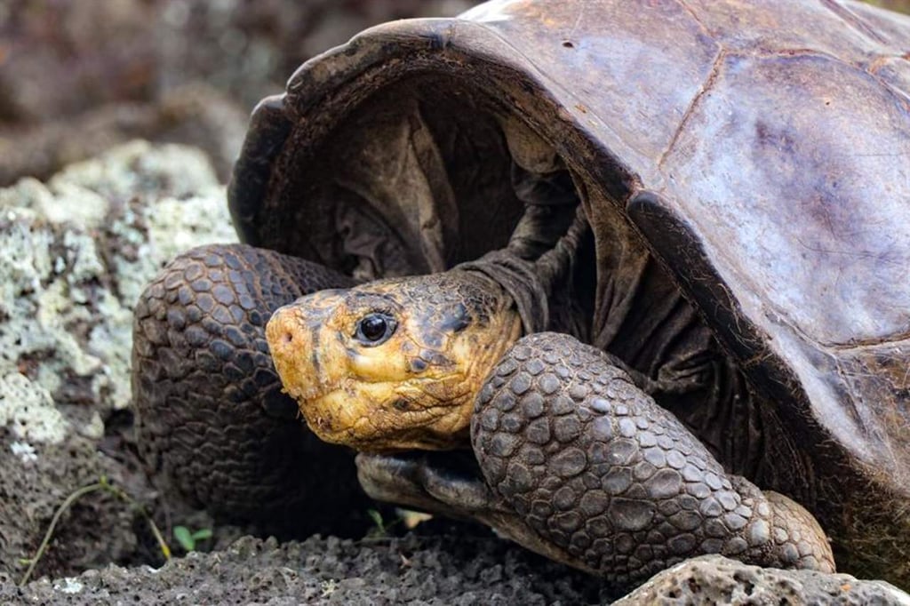 Hallan tortuga en Galápagos que se creía extinguida hace más de cien años