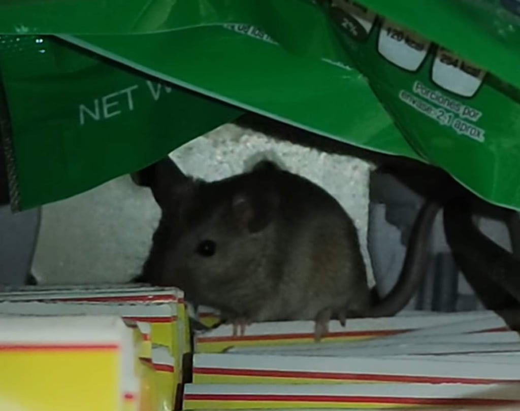 VIDEO: Exhiben ratón al interior de una tienda en Durango