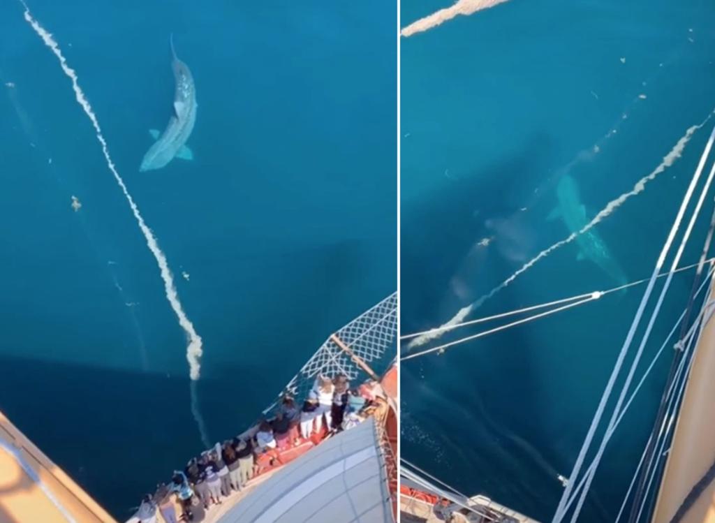 Video de ‘tiburón gigante’ causa revuelo