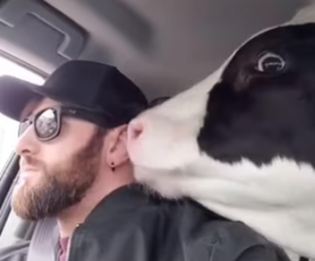 Granjero sale a comprar helado con su vaca mascota y se vuelve viral