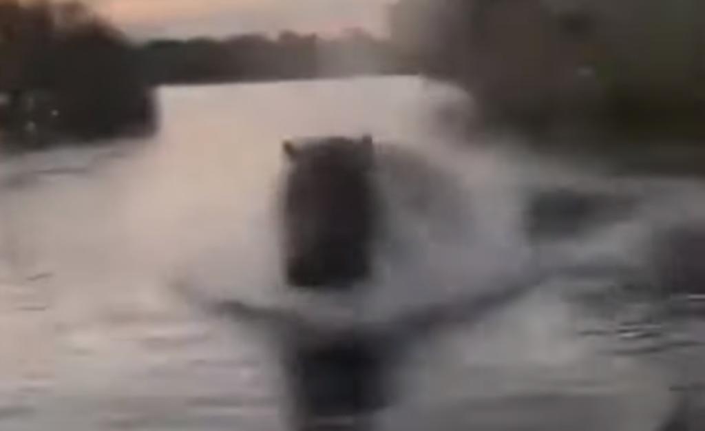 Hipopótamo persigue a lancha llena de turistas por invadir su territorio