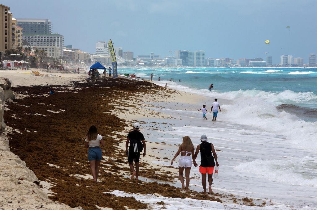 Aumentan playas con sargazo en Caribe mexicano