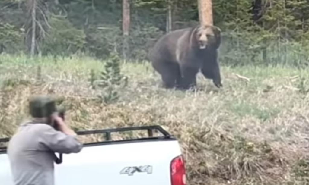 Guardabosques se defiende de ataque de un oso usando proyectiles