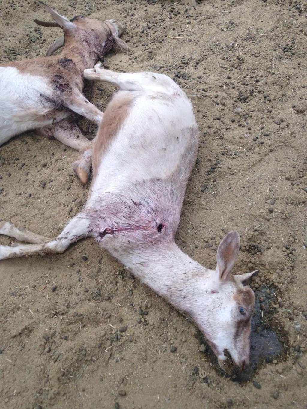 Investigarán muerte de cabras en Lerdo