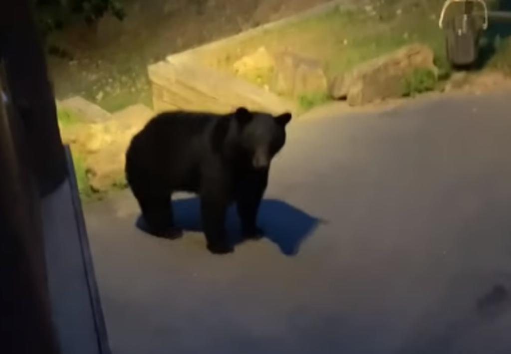 Hombre es 'atacado' por un oso que estaba merodeando cerca de su cabaña