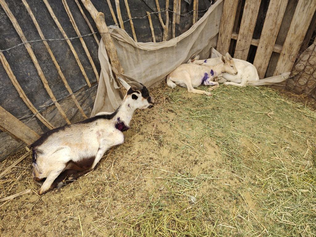 'Gato montés o perros podrían estar matando el ganado en Lerdo'