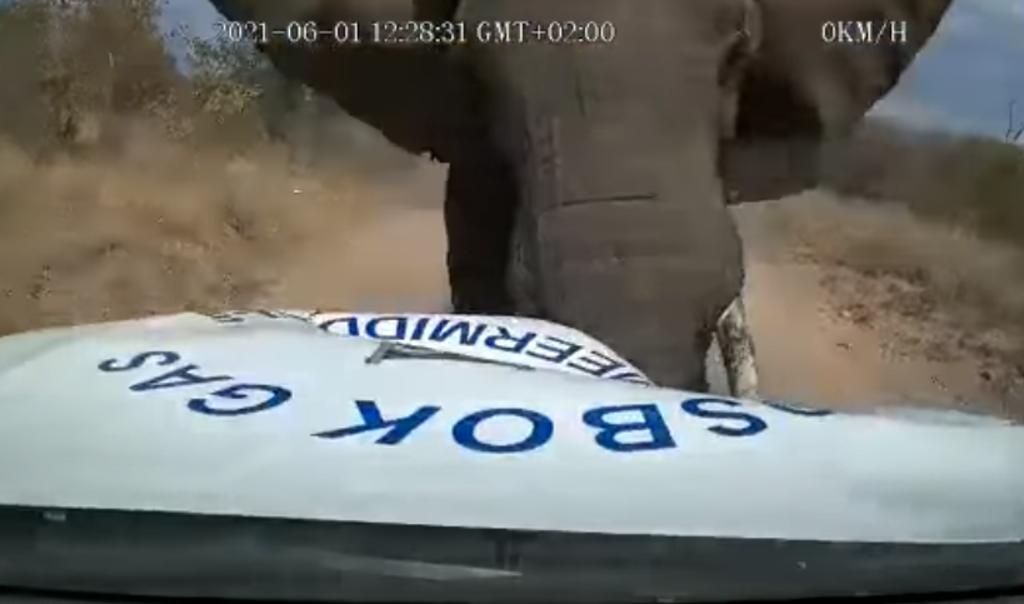 Elefante embiste varias veces a una camioneta con el conductor aun dentro