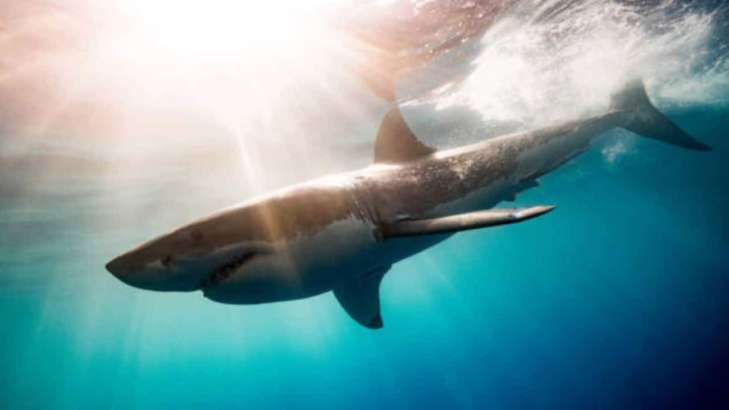 Hace 19 millones de años los tiburones casi desaparecen de los océanos
