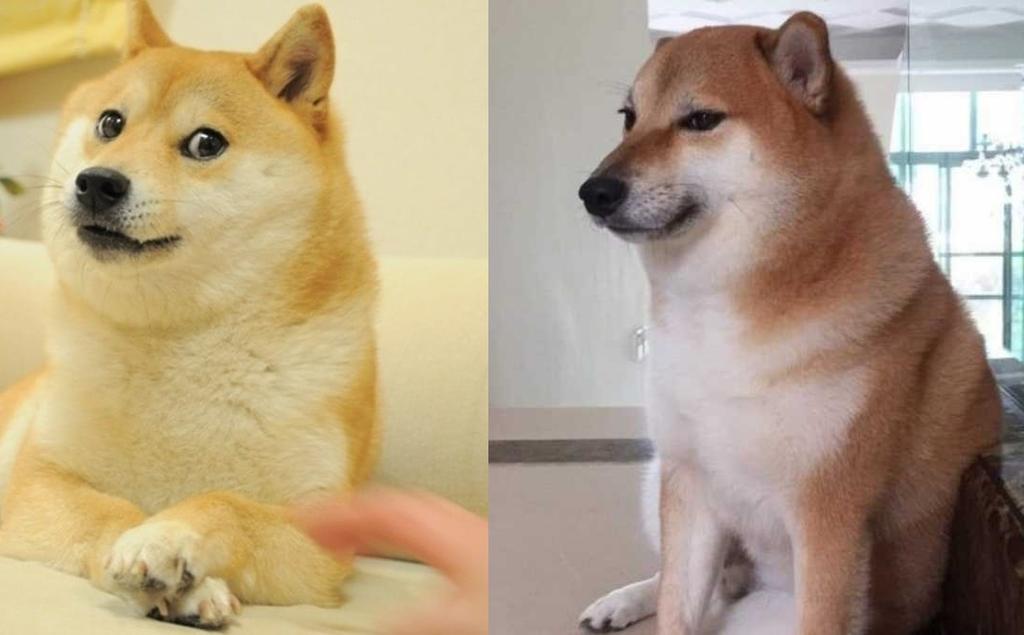 VIRAL: Este es el origen de los perros tras los memes de 'Doge' y 'Cheems'