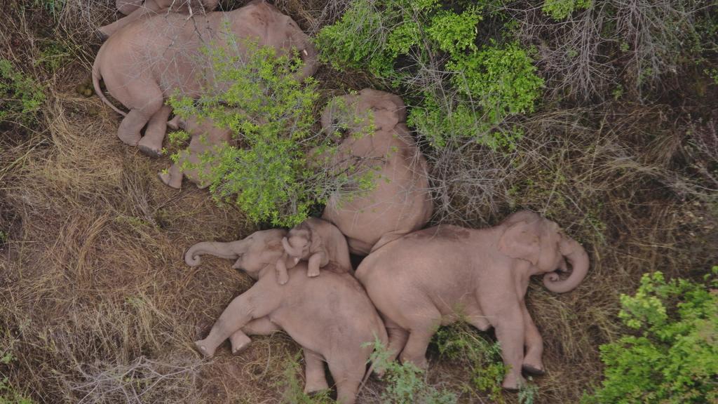 Manada de elefantes durmiendo tras recorrer 500 km se hacen virales