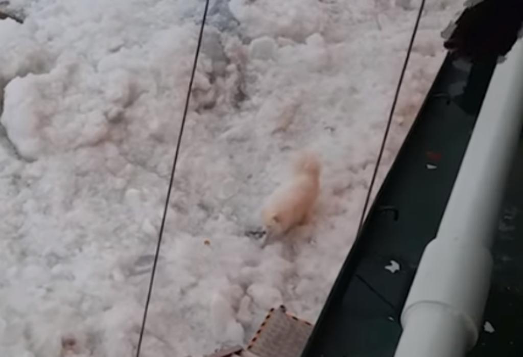 Tripulación de rompehielos rescata a perra que estaba perdido en el ártico