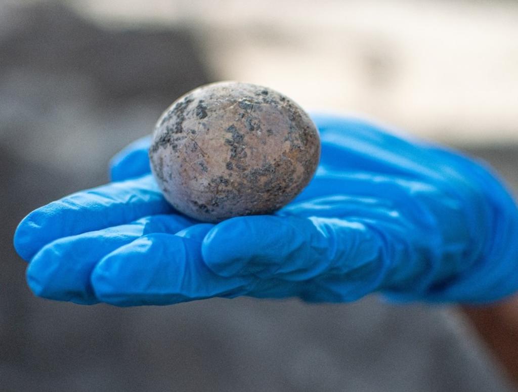 Encuentran un huevo de gallina de hace mil años y lo rompen accidentalmente