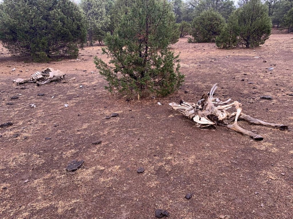 Suman 2,337 reses muertas por sequía en Durango capital