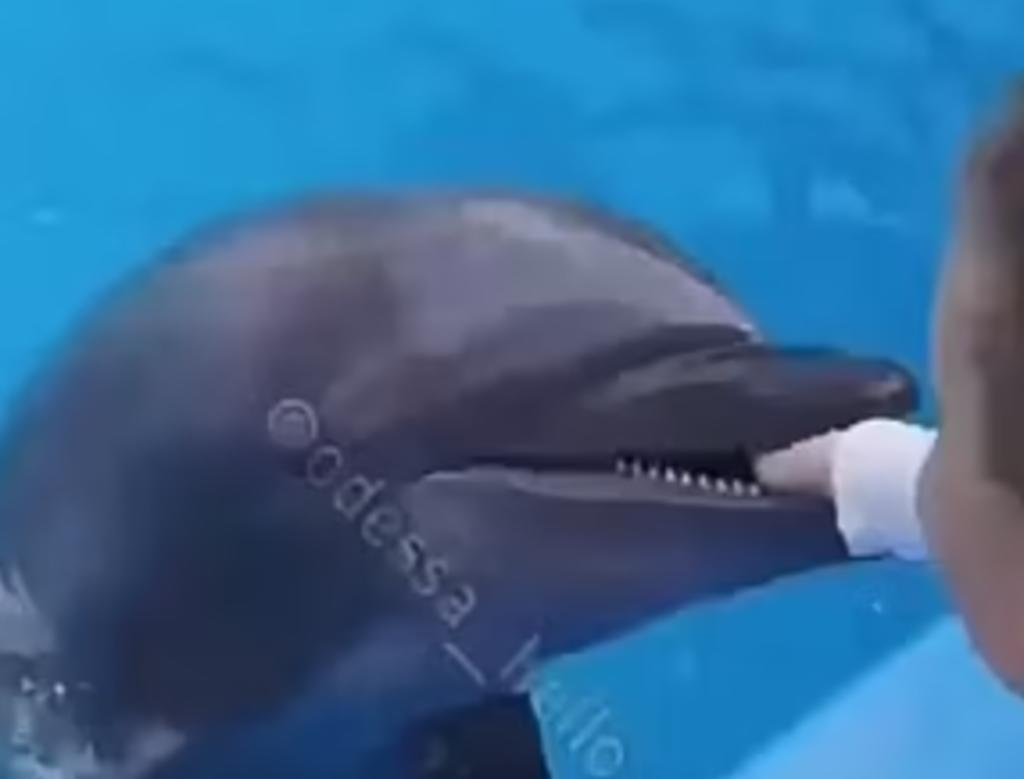 Niño de 6 años es mordido por un delfín y termina en el hospital