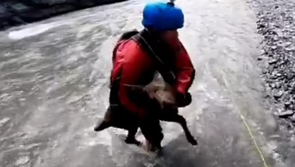 Hombres rescatan a cría de alce que estaba siendo arrastrada por un río