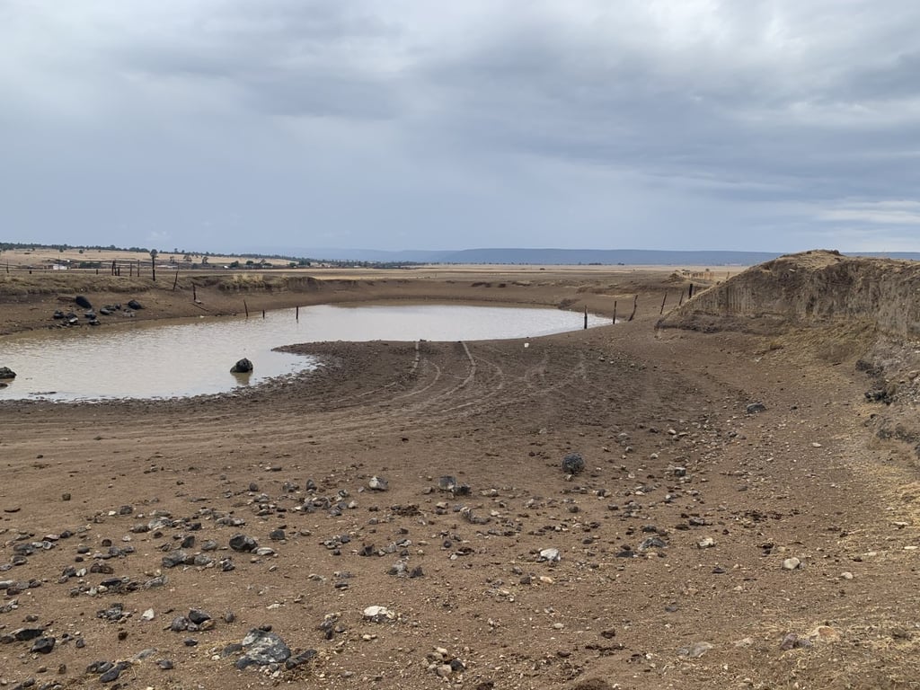 Han muerto 2,337 reses a causa de la sequía en Durango capital