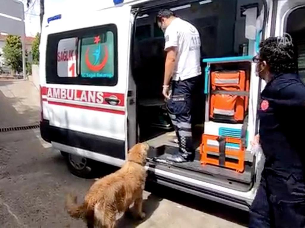Perro persigue a ambulancia que llevaba a su dueña al hospital