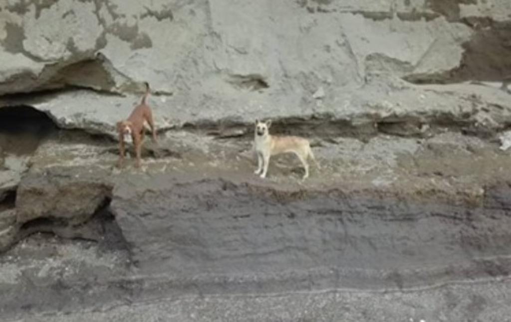 Rescatistas solicitan permiso para salvar a perros del socavón en Puebla