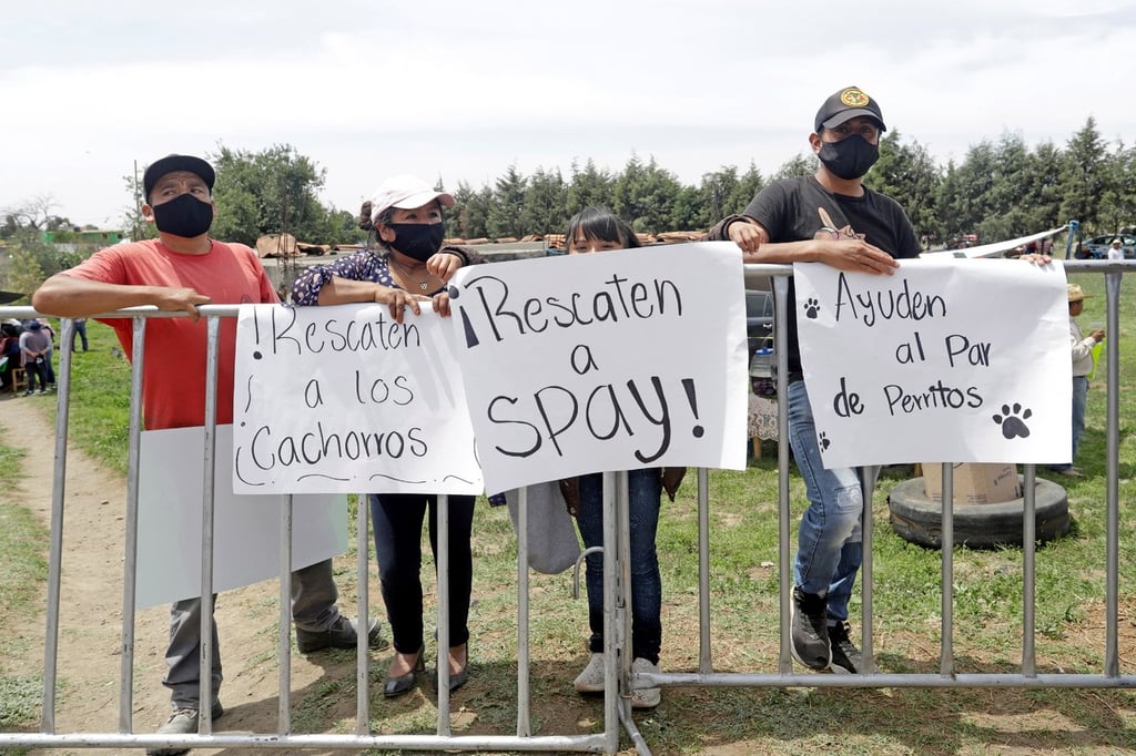 'Spay' y 'Spike', los perritos rescatados del socavón en Puebla