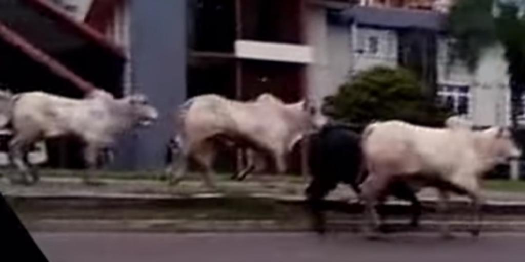 Vacas 'invaden' ciudad y hieren a por lo menos 4 personas
