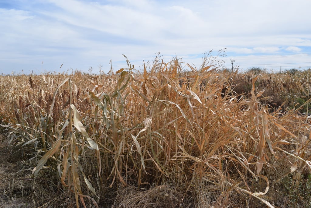 Ante la sequía alertan por plagas en cultivos
