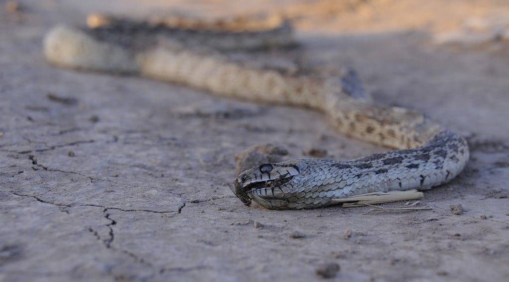 Contabilizan cinco mordidos por serpientes en Durango