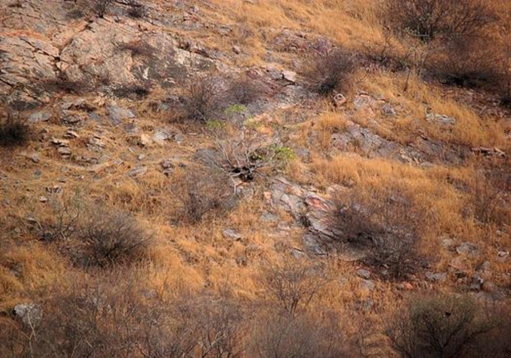 Fotógrafo capta a leopardo en ‘perfecto camuflaje’